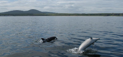Dolphins playing in the Moray Firth